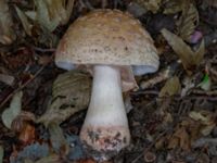 Amanita rubescens Bulltoftaparken, Malmö, Skåne, Sweden 20230729_0055