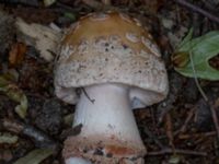 Amanita rubescens Bulltoftaparken, Malmö, Skåne, Sweden 20230729_0056