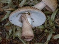 Amanita rubescens Bulltoftaparken, Malmö, Skåne, Sweden 20230729_0057