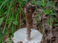 Amanita rubescens Eket, Toarp, Malmö, Skåne, Sweden 20230726_0237