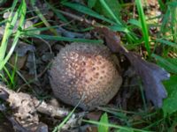 Amanita rubescens Perstorp, Jularp, Höör, Skåne, sweden 20230916_0024