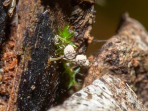 Arcyria cinerea - White Carnival Candy Slime Mold - Grå ullklubba