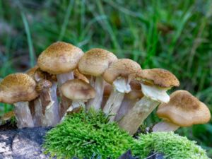 Armillaria ostoyae - Dark Honey Fungus - Mörkfjällig honungsskivling