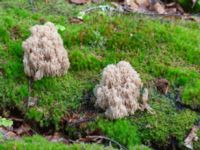 Artomyces pyxidatus Havgårdsnäs, Hässleholm, Skåne, Sweden 20180826_0074