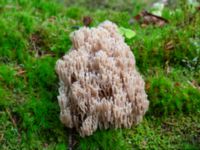 Artomyces pyxidatus Havgårdsnäs, Hässleholm, Skåne, Sweden 20180826_0075