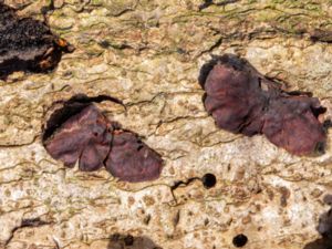 Ascocoryne cylichnium - Stor geléskål