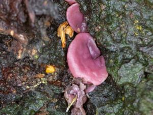 Ascocoryne sarcoides - Purple Jellydisc - Violett geléskål