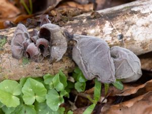 Auricularia auricula-judae - Wood Ear - Judasöra