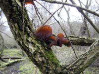 Auricularia auricola-judae Klagshamns udde, Malmö, Skåne, Sweden 20070309 001