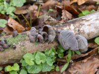 Auricularia auricula-judae Bågskyttedungen, Ribersborg, Malmö, Skåne, Sweden 20230423_0075