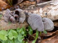 Auricularia auricula-judae Bågskyttedungen, Ribersborg, Malmö, Skåne, Sweden 20230423_0076