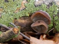 Auricularia auricula-judae Bågskyttedungen, Ribersborg, Malmö, Skåne, Sweden 20230423_0077