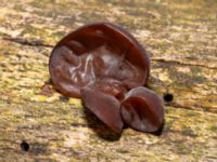 Auricularia auricula-judae Beijers park, Malmö, Skåne, Sweden 20240221_0009