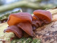 Auricularia auricula-judae Bulltoftaparken, Malmö, Skåne, Sweden 20231119_0013