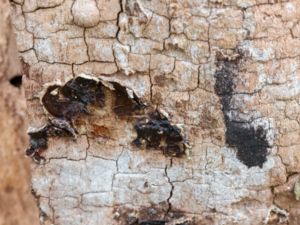 Auricularia mesenterica - Tripe Fungus - Svartöra