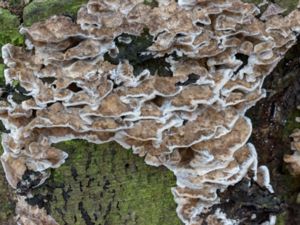 Bjerkandera adusta - Smoky Polypore - Svedticka