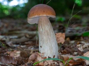 Boletus edulis - Cep - Stensopp