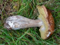 Boletus edulis Ädelgransplanteringen, Toarp, Malmö, Skåne, Sweden 20231028_0060