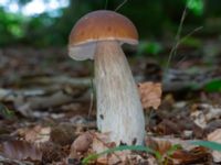 Boletus edulis Linnebjers naturreservat, Södra Sandby, Lund, Skåne, Sweden 20230805_0134