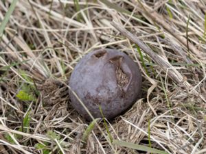 Bovista plumbea - Tumbling Puffball - Blygrå äggsvamp