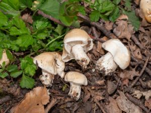 Calocybe gambosa - St. George's Mushroom - Vårmusseron