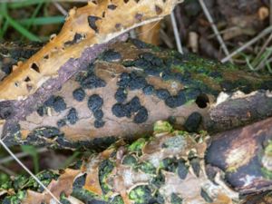 Camarosporidiella laburni