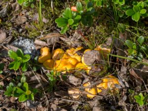 Cantharellus cibarius - Chanterelle - Kantarell