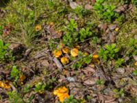 Cantharellus cibarius Lillåbron, Umeå, Västerbotten, Sweden 20150711_0658