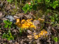 Cantharellus cibarius Lillåbron, Umeå, Västerbotten, Sweden 20150711_0659