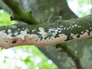 Chaetoporus nitidus - Ockraporing