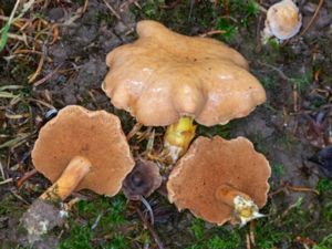 Chalciporus piperatus - Peppery Bolete - Pepparsopp