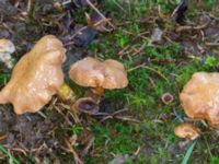 Chalciporus piperatus Ädelgransplanteringen, Toarp, Malmö, Skåne, Sweden 20231113_0037