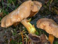 Chalciporus piperatus Ädelgransplanteringen, Toarp, Malmö, Skåne, Sweden 20231113_0038