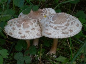 Chlorophyllum brunneum - Brown Parasol - Parkfjällskivling