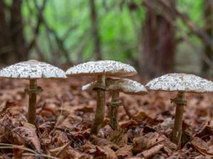 Chlorophyllum olivieri - Shaggy Parasol - Stackfjällskivling