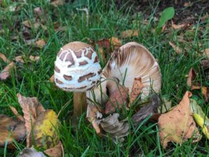 Chlorophyllum rachodes - Shaggy Parasol - Rodnande fjällskivling