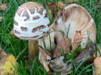 Chlorophyllum rachodes Södra Friluftsstaden, Malmö, Skåne, Sweden 20191004_2