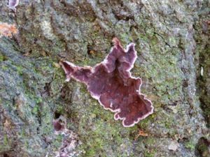 Chondrostereum purpureum - Silver Leaf - Purpurskinn