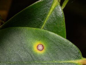 Chuppomyces handelii