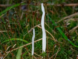 Clavaria falcata - Opalfingersvamp