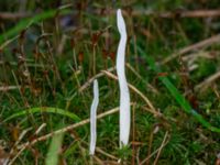 Clavaria falcata Ädelgransplanteringen, Toarp, Malmö, Skåne, Sweden 20231113_0011