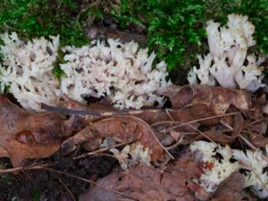 Clavulina cristata - White Coral Fungus - Kamfingersvamp