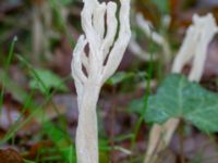 Clavulina rugosa Eket, Toarp, Malmö, Skåne, Sweden 20231113_0078