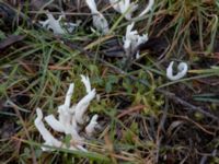 Clavulina rugosa Toarp, Malmö, Skåne, Sweden 20181103_18