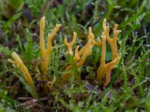 Clavulinopsis corniculata - Meadow Coral - Ängsfingersvamp