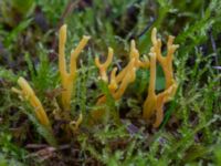 Clavulinopsis corniculata NV Ridhuset, Klagshamns udde, Malmö, Skåne, Sweden 20231010_0039