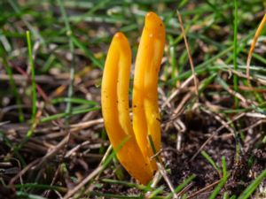 Clavulinopsis laeticolor