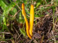 Clavulinopsis laeticolor Fuktängen, Klagshamns udde, Malmö, Skåne, Sweden 20231010_0013