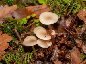 Clitocybe fragrans - Dofttrattskivling