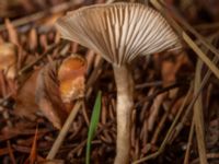 Clitocybe fragrans Ädelgransplanteringen, Toarp, Malmö, Skåne, Sweden 20230205_0173